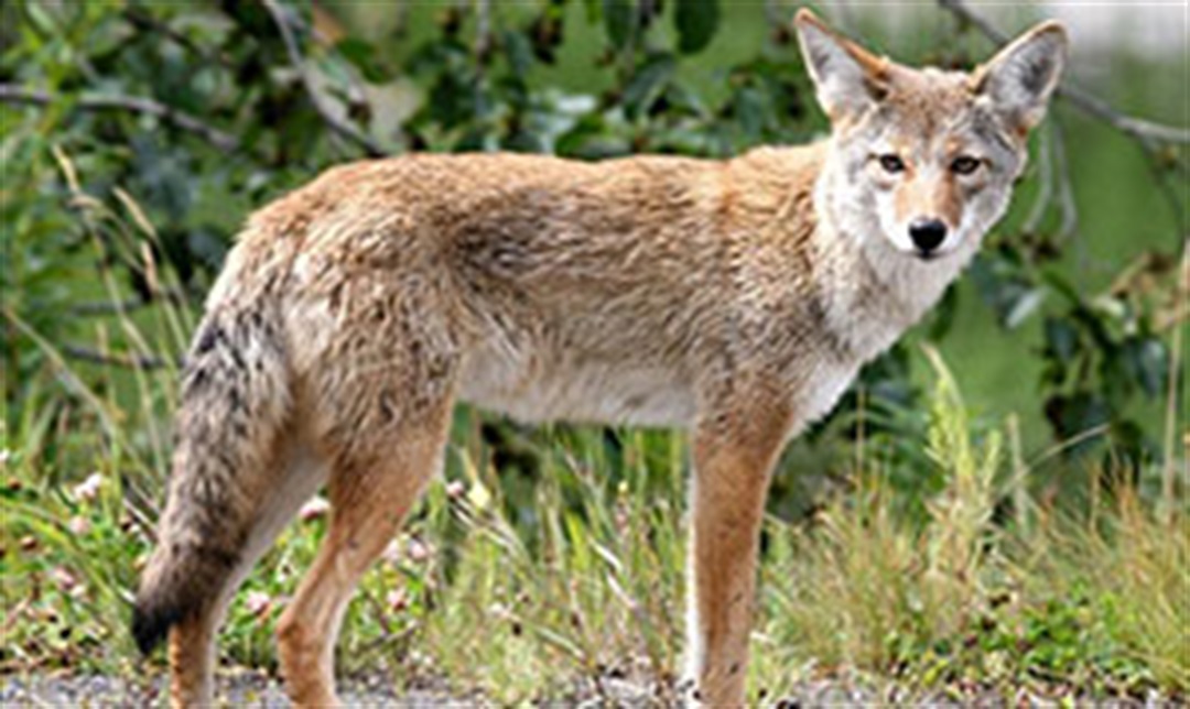 Coyote Management - City of Culver City