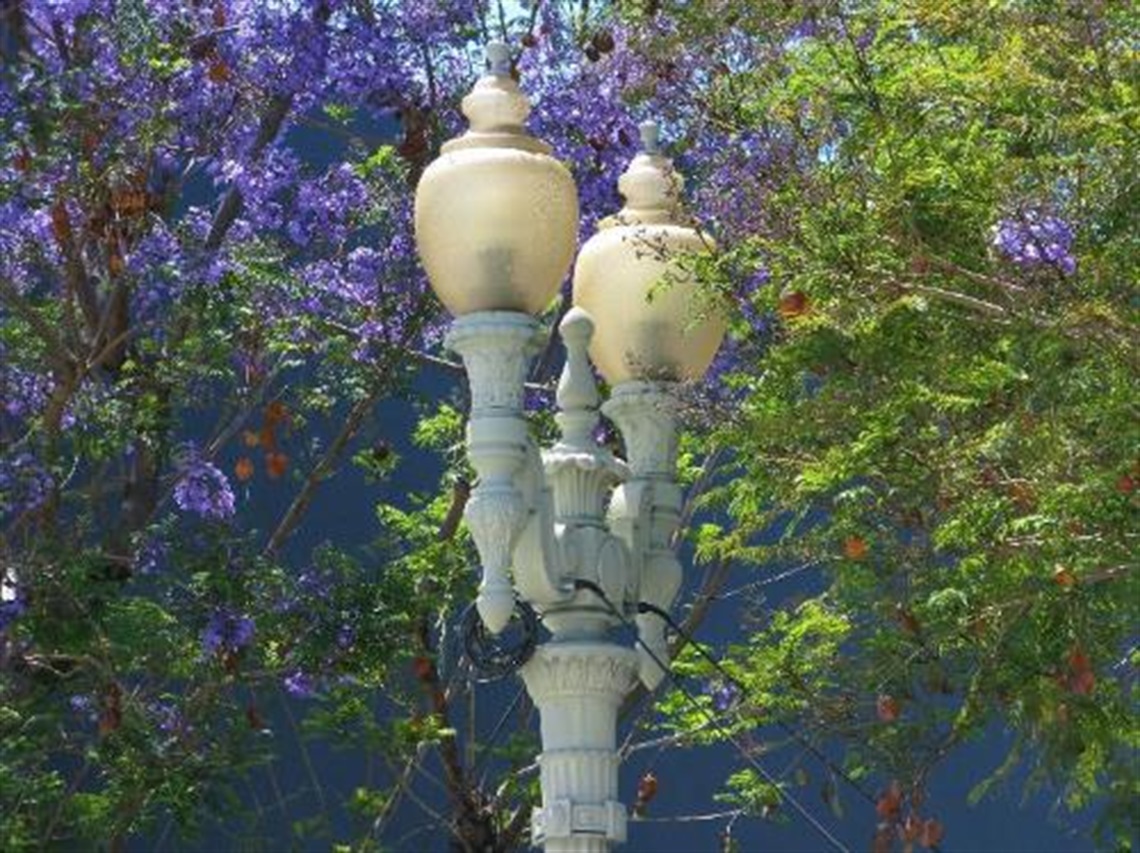 Photograph of a double street lamp in front of blooming Jacaranda trees