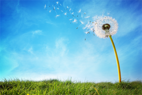 clean-air-day PNG dandelion.png