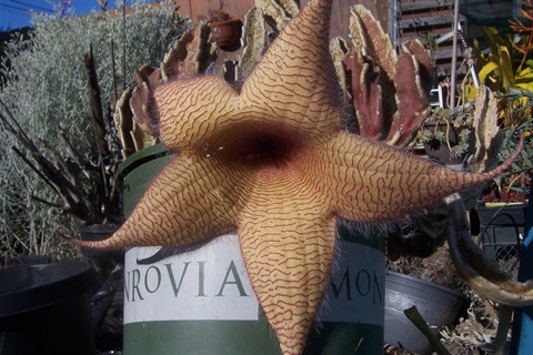 Culver City Garden Club Show & Plant Sale