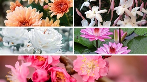 5 close up photos of different flowers