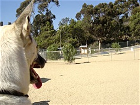 One tan dog looking at the Culver City Dog Park.